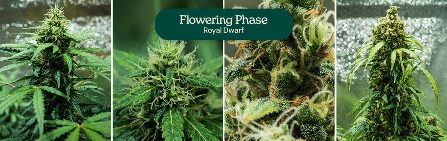 Royal Dwarf Flowering Phase & Harvest