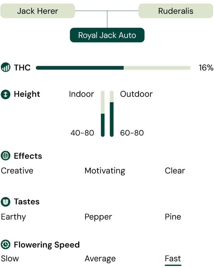 Royal Jack Auto Cannabis Strain Characteristics: Height, Flowering Time, THC, Effects, Taste, Growing Conditions