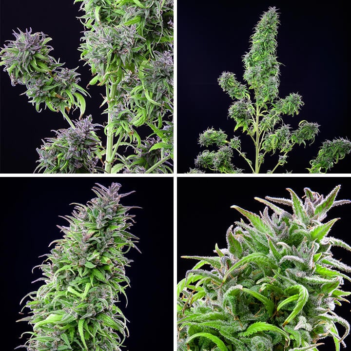 Collage of four images showcasing the Royal THCV cannabis plant at different angles, highlighting its dense buds and frosty trichome coating. A sativa-dominant strain with a balanced THCV and THC content from Royal Queen Seeds.