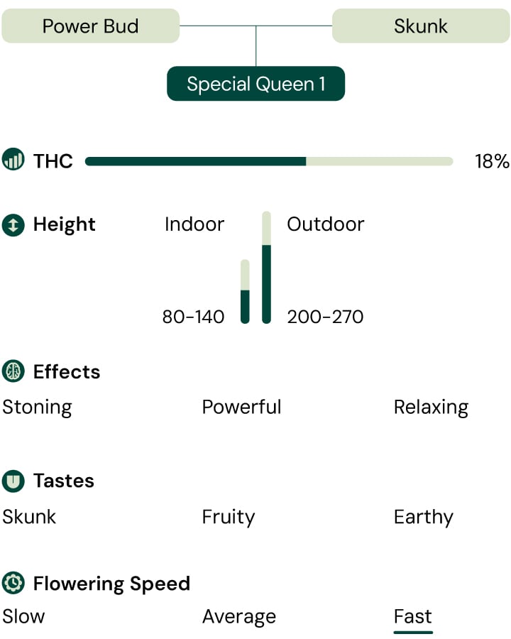 Alt Text: A visual representation of the Special Queen 1 cannabis strain, showcasing its characteristics such as THC content, height, flowering time, effects, tastes, and appearance.