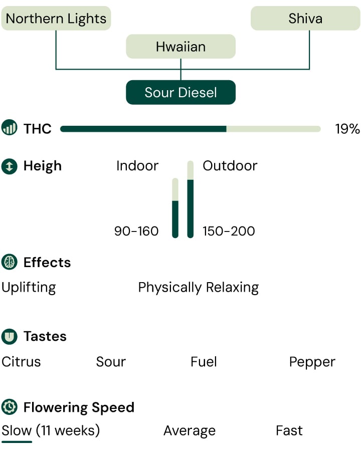 Sour Diesel Characteristics