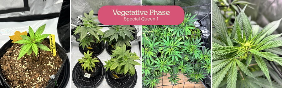 A collage showing the vegetative growth of Special Queen 1 cannabis plants, from small seedlings to mature plants in pots and a larger plant in a grow tent.