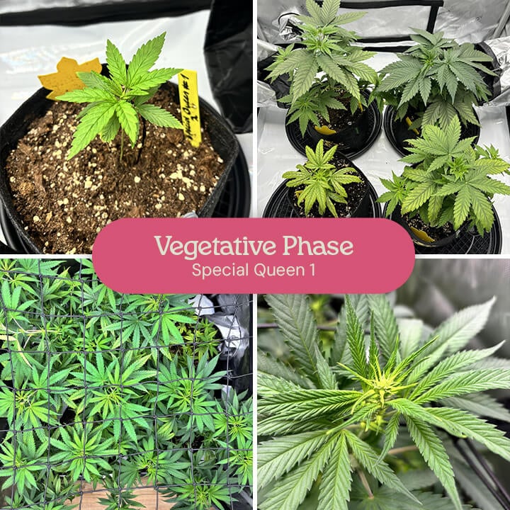 A collage showing the vegetative growth of Special Queen 1 cannabis plants, from small seedlings to mature plants in pots and a larger plant in a grow tent.