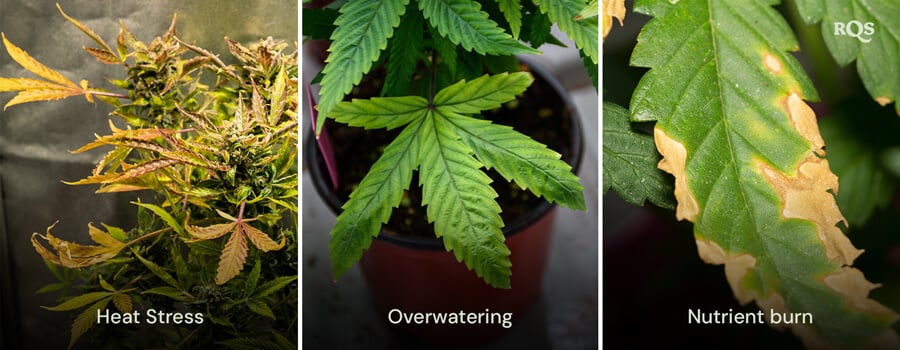 A collage of three cannabis plants showing 