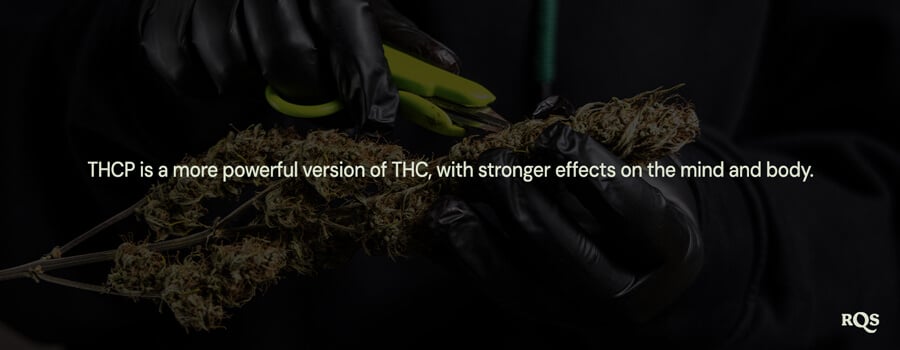 Person in black gloves trimming a cannabis plant, highlighting that "THCP is a more powerful version of THC with stronger effects on the mind and body."