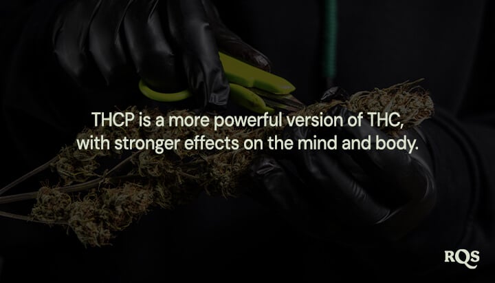 Person in black gloves trimming a cannabis plant, highlighting that "THCP is a more powerful version of THC with stronger effects on the mind and body."