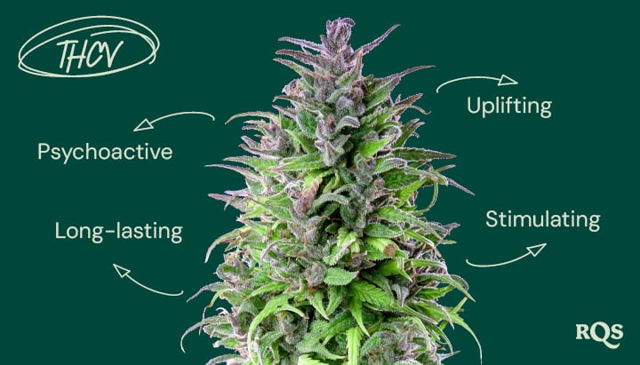 Image of a cannabis plant with annotations about the effects of THCV in Polish. The labels describe THCV as psychoactive, long-lasting, stimulating, and uplifting.