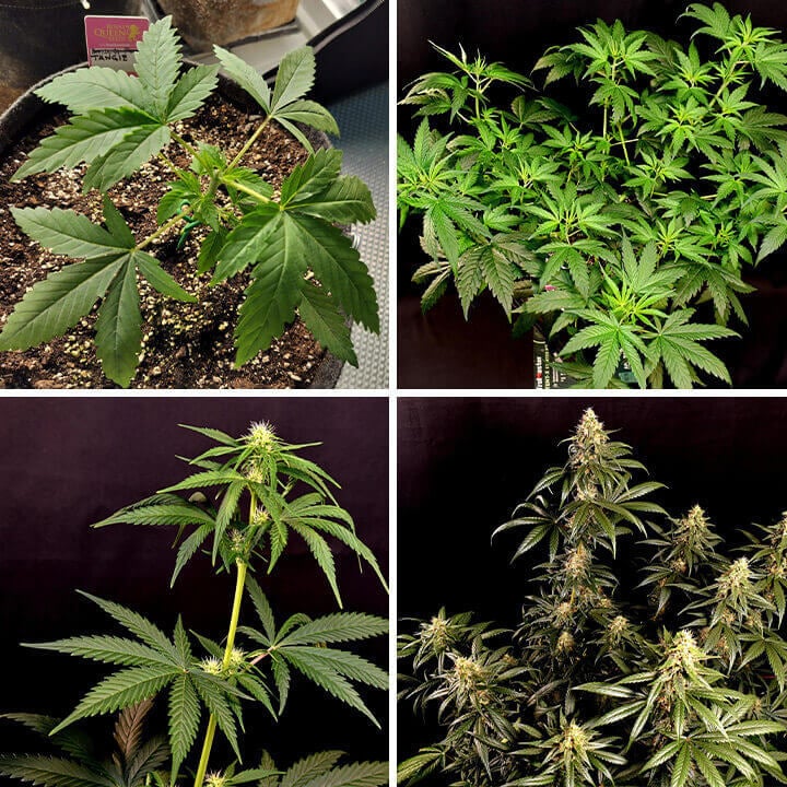 A collage of four images depicting the Tangie plant's life stages, from seed sprouting to full maturity.