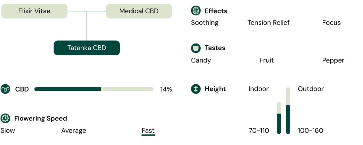 Tatanka CBD Characteristics Diagram: Effects, Tastes, CBD Content, Height, Flowering Speed, and Growing Environment