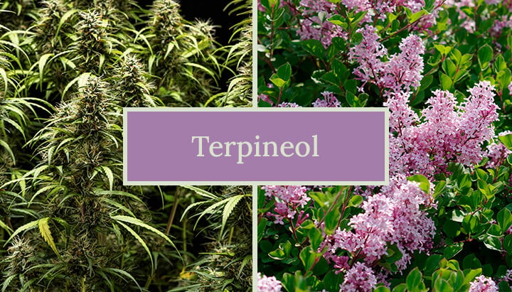 Get to Know the Terpineol Cannabis Terpene - RQS Blog