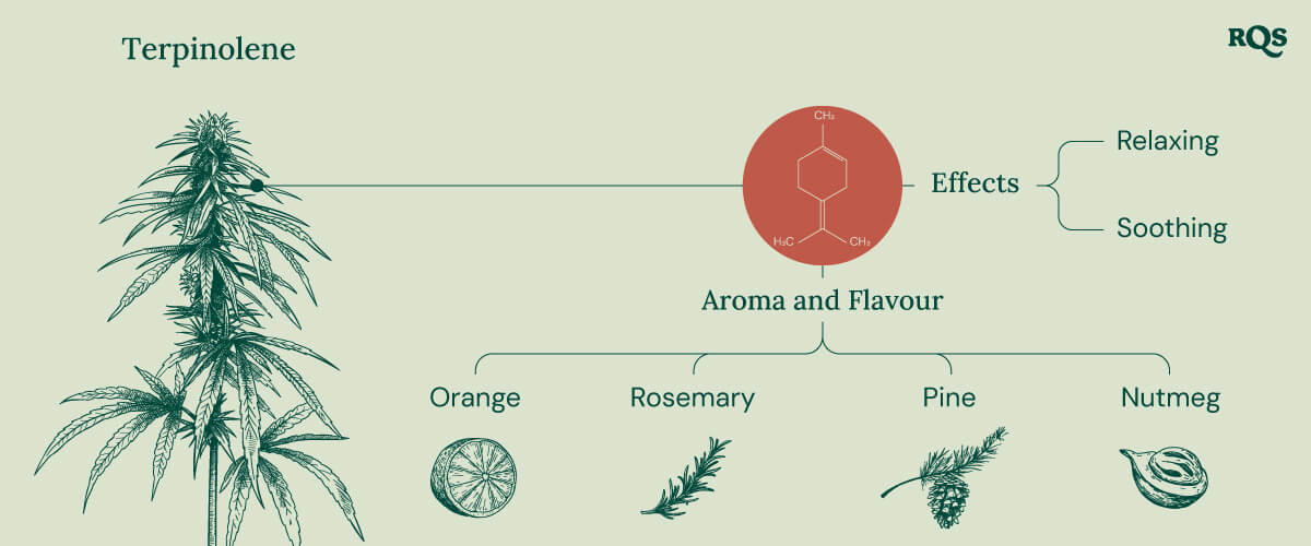 Terpinolene infographic: The chemical structure, aroma, flavor, and effects of terpinolene, a terpene found in cannabis.