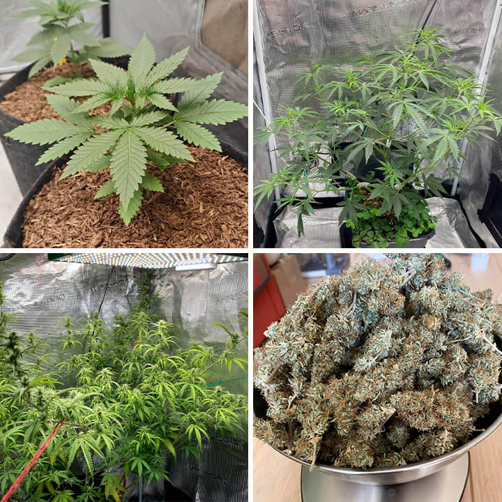 Growth stages of the cannabis strain Trainwreck Auto. The first three images display the plant at different stages of indoor growth. The last image shows the harvested buds placed on a digital scale.