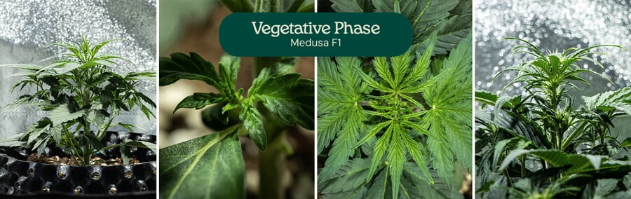 A collage showing four visual representations of the vegetative phase of a Medusa F1 plant.