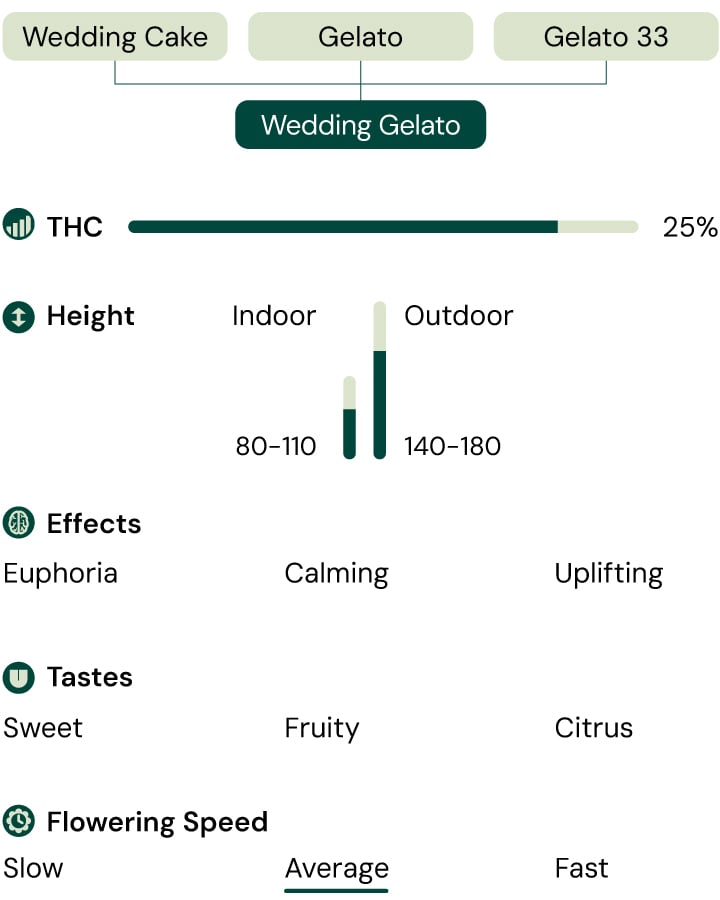 Infographic illustrating the characteristics of Wedding Gelato cannabis strain, highlighting its 60% indica and 25% THC content, along with descriptions of its aroma, flavor profile, and balanced cerebral and physical effects.