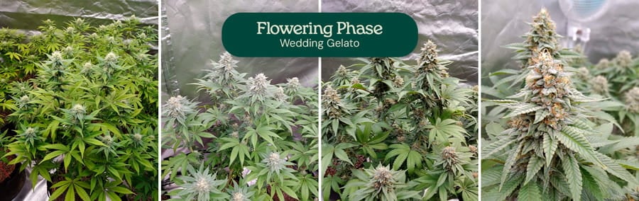 Image showcasing the flowering phase of Wedding Gelato cannabis plants, highlighting their significant stretch, aromatic thick bud clusters, and chunky flowers covered in trichomes, ready for harvest after 8-10 weeks indoors.