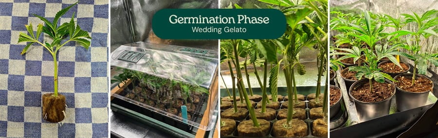 Image showing the germination phase of Wedding Gelato cannabis seeds, highlighting the fresh seeds and early growth stages, suitable for both beginner and experienced growers.