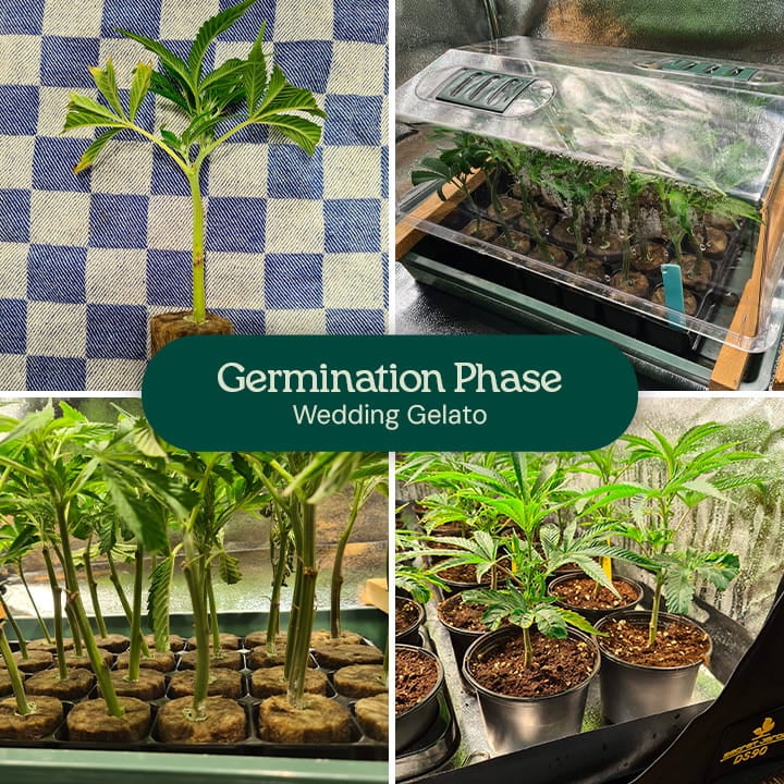 Image showing the germination phase of Wedding Gelato cannabis seeds, highlighting the fresh seeds and early growth stages, suitable for both beginner and experienced growers.