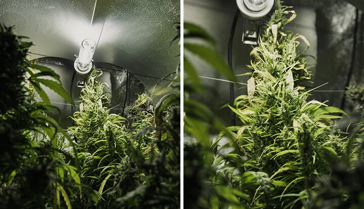 Two images of a cannabis grow room, featuring plants with green leaves and buds, lit by bright light in a small, enclosed space.