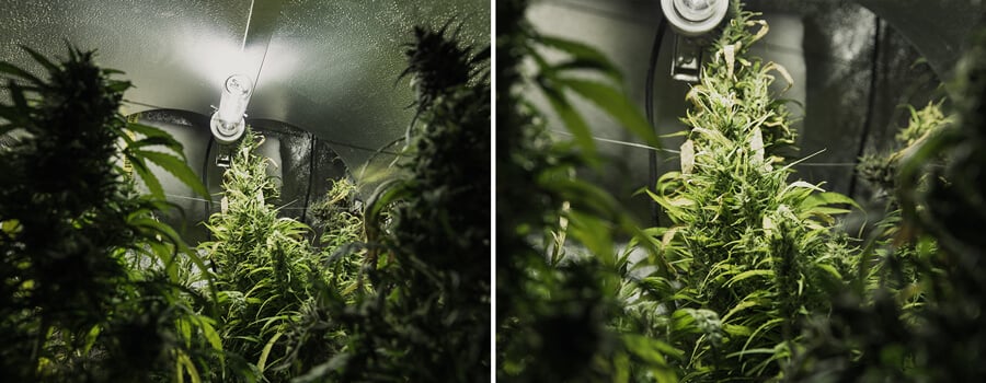 Two images of a cannabis grow room, featuring plants with green leaves and buds, lit by bright light in a small, enclosed space.