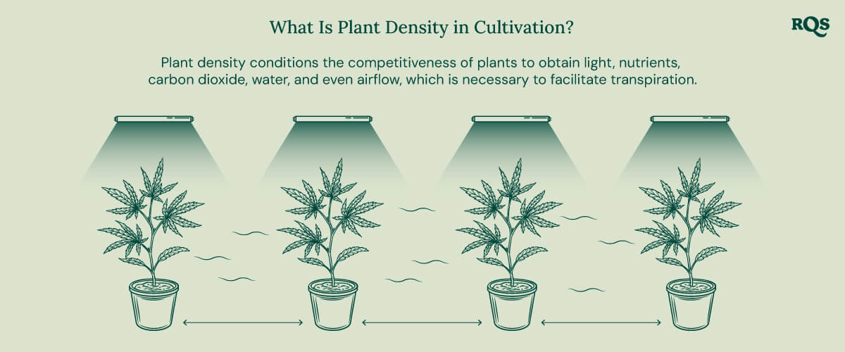 What is plant density 