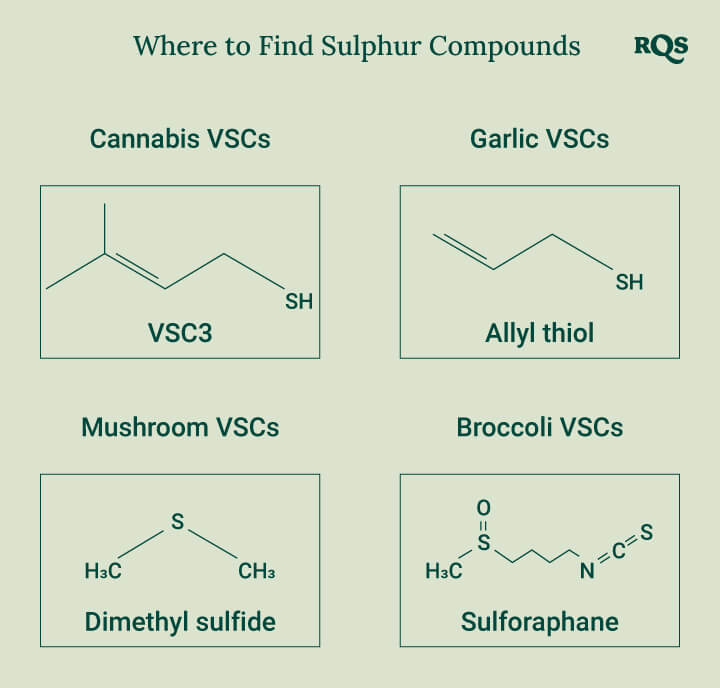 Diagram showing the chemical structures of sulfur compounds found in cannabis, garlic, mushrooms, and broccoli for a better understanding of their unique properties.