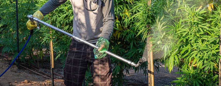 Worker spraying cannabis plants in an outdoor grow operation, applying nutrients or PGRs with protective gear.