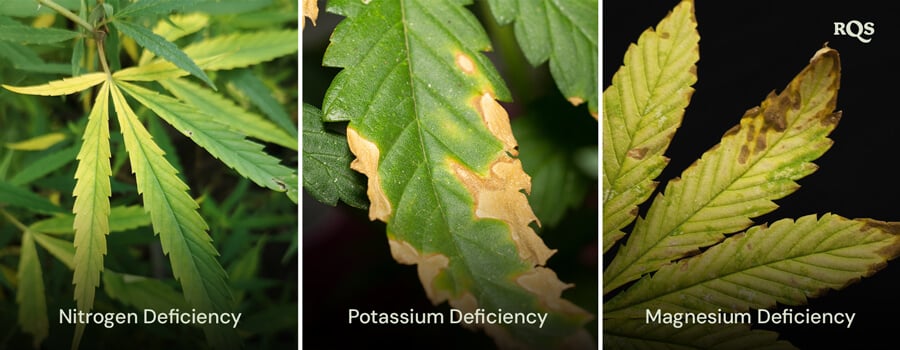 Cannabis leaves affected by nitrogen, potassium, and magnesium deficiencies, with distinct yellowing and browning patterns. Related to cannabis plant yellowing from bottom up and yellow tips on cannabis leaves.