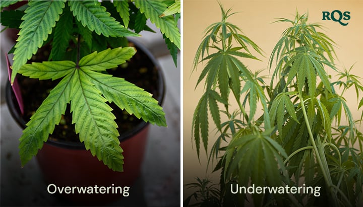 Cannabis plants displaying symptoms of overwatering with swollen, yellow leaves and underwatering with dry, yellowing leaves. Highlights cannabis yellow leaves from watering issues.