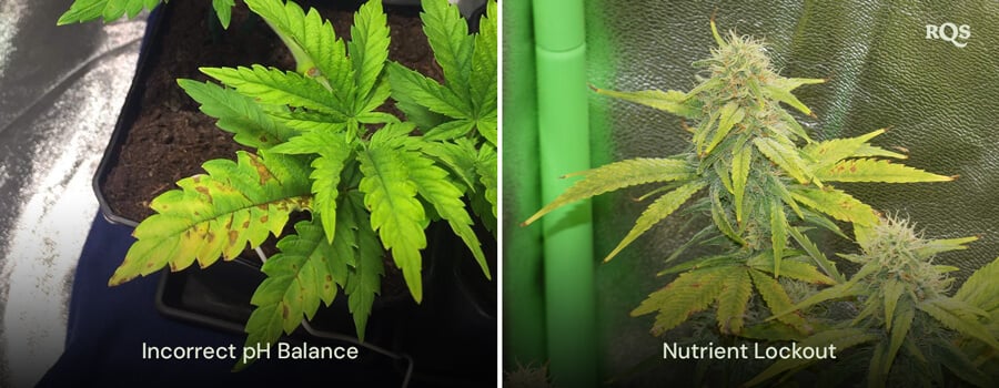 Cannabis plants affected by incorrect pH balance and nutrient lockout, with visible yellowing and browning of leaves. Related to yellow cannabis leaves and nutrient deficiencies.