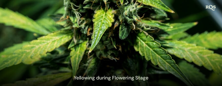 Cannabis leaves yellowing during the flowering stage, showcasing signs of senescence or potential nutrient deficiency. Related to fan leaves turning yellow during flowering.