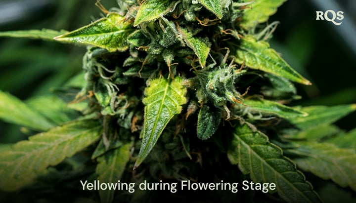 Cannabis leaves yellowing during the flowering stage, showcasing signs of senescence or potential nutrient deficiency. Related to fan leaves turning yellow during flowering.