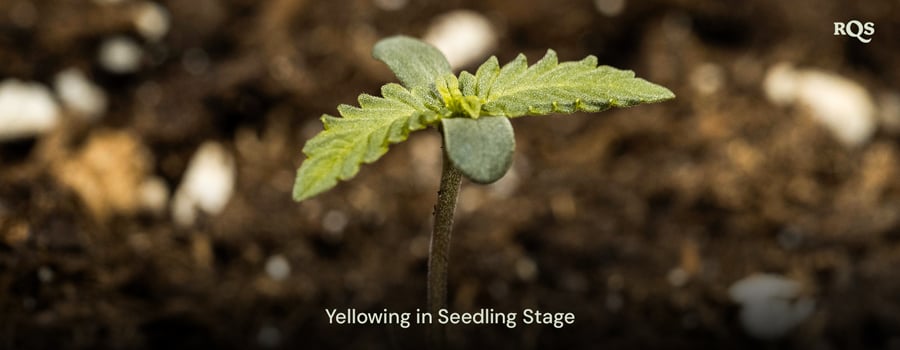 Cannabis seedling with yellowing leaves, indicating early-stage nutrient imbalances or overwatering. Example of cannabis seedling yellowing and fan leaves turning yellow during early growth.