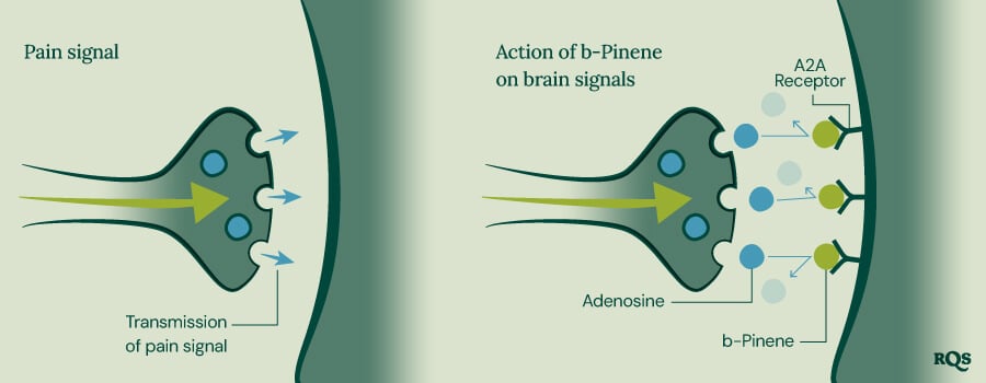 Pinene Pain Transmission