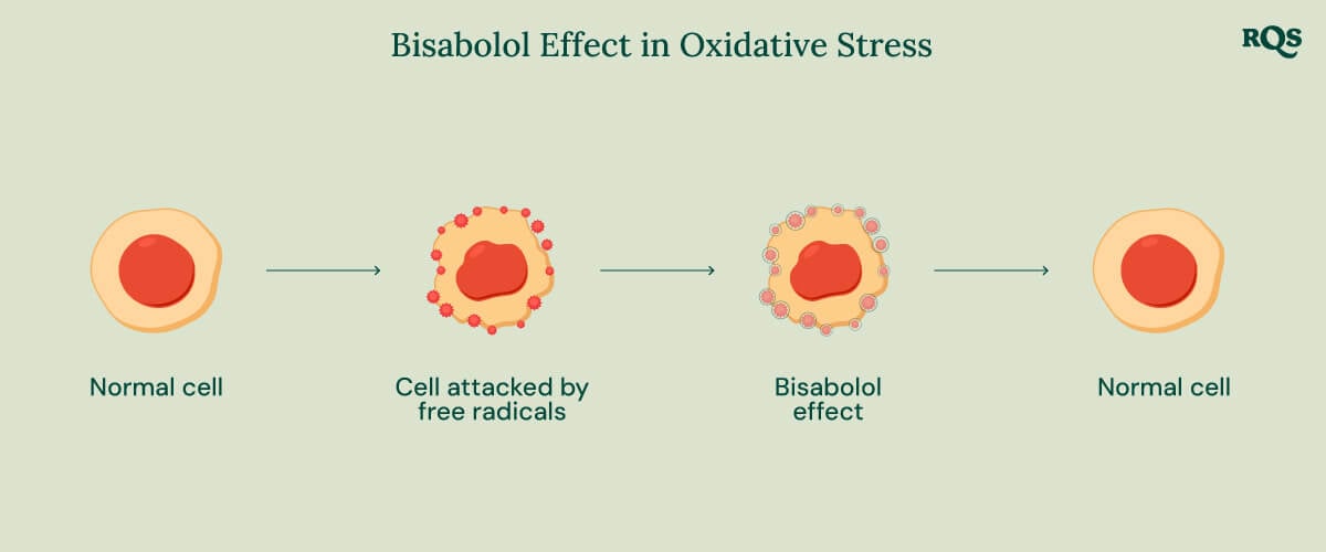 Infographic about the Bisabolol Effect in Oxidative Stress. It illustrating the role of bisabolol in cellular health.