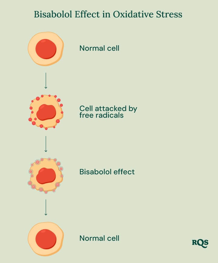 Infographic about the Bisabolol Effect in Oxidative Stress. It illustrating the role of bisabolol in cellular health.