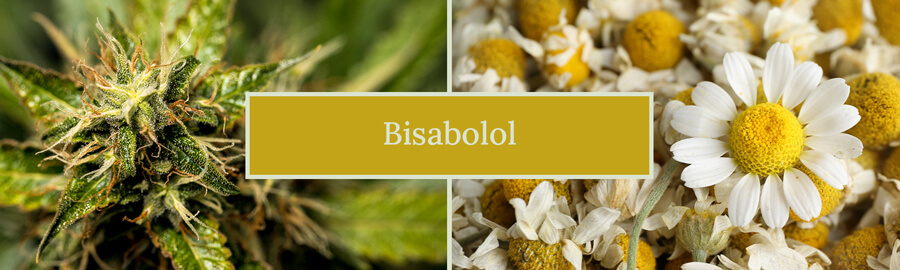 Image comparing cannabis and chamomile flowers, labeled "Bisabolol" highlighting bisabolol's presence in both plants.