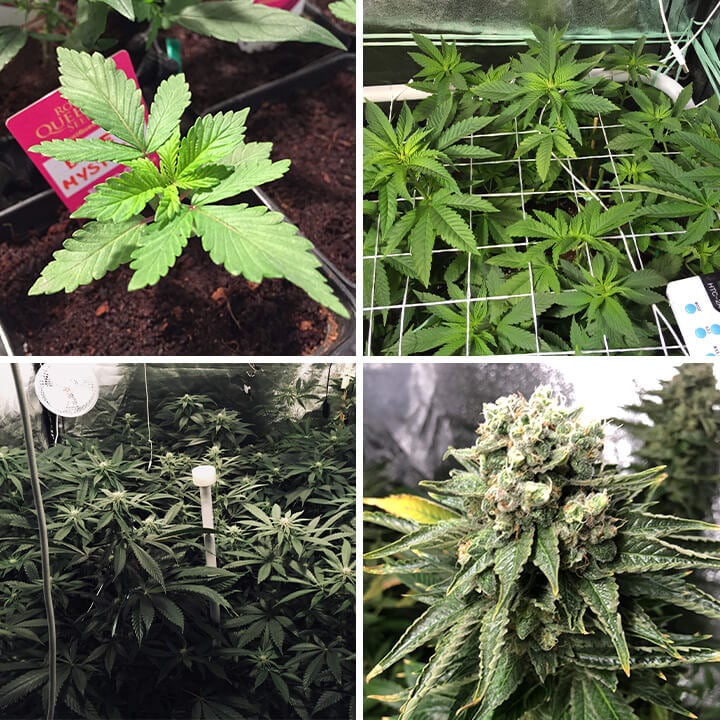 Collage of photos showing the growth of a Blue Mystic cannabis plant in an indoor grow room, from vibrant green leaves to the development of mature buds, highlighting its full journey to harvest-ready