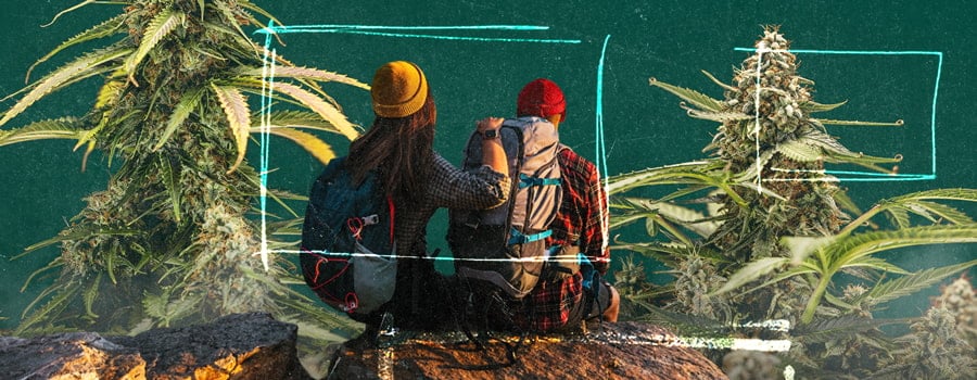 Two people sitting on a rock surrounded by nature, with close-up views of cannabis plants on each side, highlighting their detailed leaves and buds.