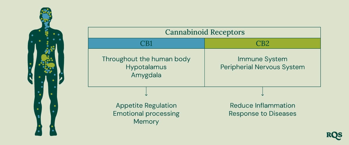 A diagram showing CB1 receptors in the brain and body and CB2 receptors in the immune system, illustrating their roles in cannabis effects.