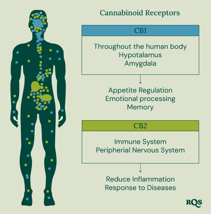 A diagram showing CB1 receptors in the brain and body and CB2 receptors in the immune system, illustrating their roles in cannabis effects.