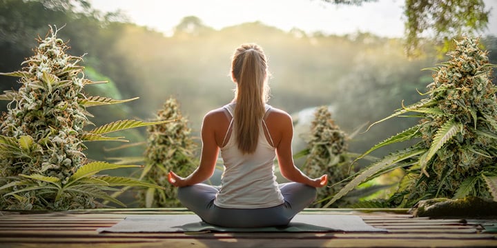 A person sitting in a meditative pose facing away from the camera, surrounded by large cannabis plants.