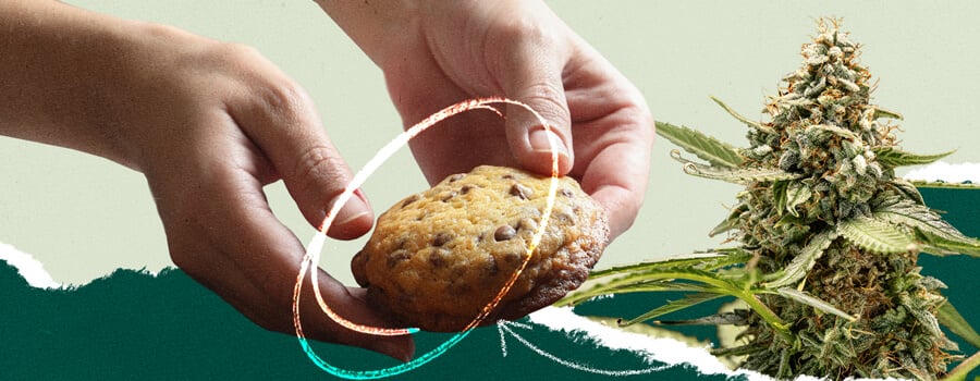 Collage showing a person holding a chocolate chip cookie next to an image of a cannabis plant.