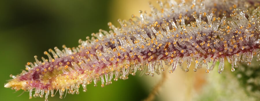 Close-up of a cannabis bud covered in colorful trichomes (white, orange, purple) that produce resin, showcasing the plant's crystalline texture.