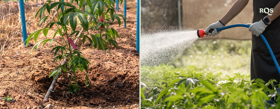 Two images: Left shows a cannabis plant with a watering system, and right shows someone watering plants with a hose in a garden.