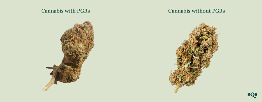 Side-by-side cannabis buds: Dense, brown 'Cannabis with PGRs' vs. greener, fluffier 'Cannabis without PGRs.' Learn to spot the difference!