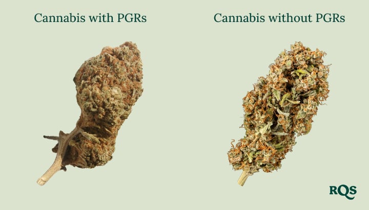 Side-by-side cannabis buds: Dense, brown 'Cannabis with PGRs' vs. greener, fluffier 'Cannabis without PGRs.' Learn to spot the difference!