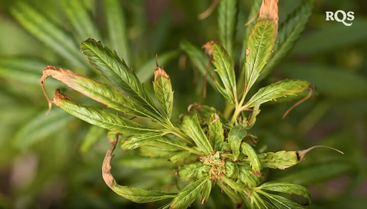 A close-up of a cannabis plant leaf showing signs of stress, including browning and curling. Possible causes include nutrient deficiencies, overwatering, or pest infestation.