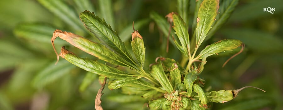 A close-up of a cannabis plant leaf showing signs of stress, including browning and curling. Possible causes include nutrient deficiencies, overwatering, or pest infestation.