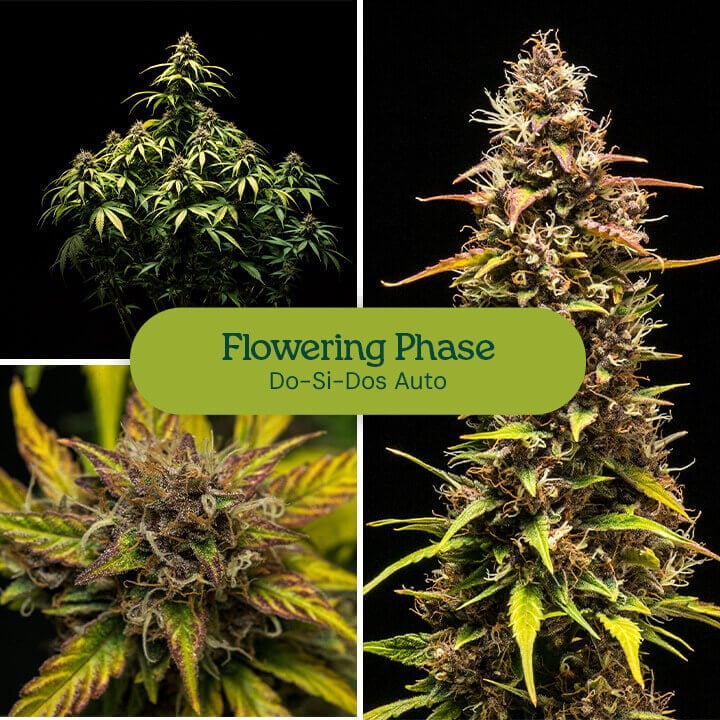 Do-Si-Dos Auto cannabis strain entering flowering phase, displaying resinous buds and bright green leaves. High-yielding autoflower variety for indoor or outdoor cultivation.