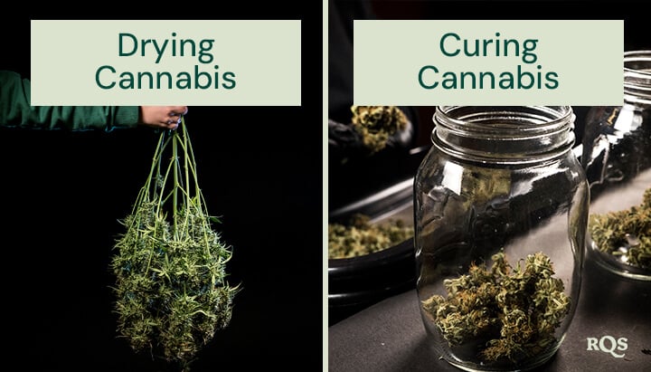 Drying vs curing cannabis